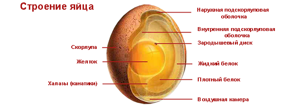 Развитие оплодотворенного яйца