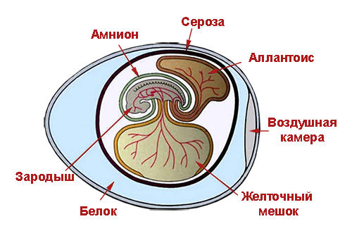 Зародыш в яйце (схема)