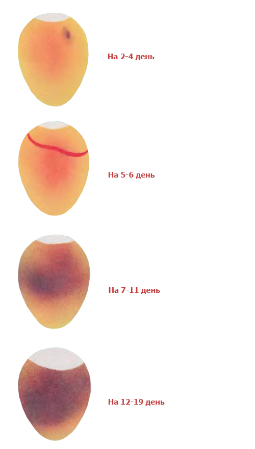 Плотное яичко. На 7 день инкубации овоскопирование утиных яиц. Овоскопирование яиц при инкубации. Овоскопирование утиных яиц в инкубаторе на 10. Овоскопирование гусиных яиц.