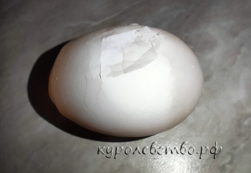 Яйцо с мягкой скорлупой