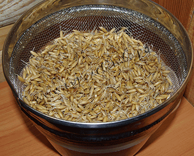 Прорастить пшеницу в домашних для кур