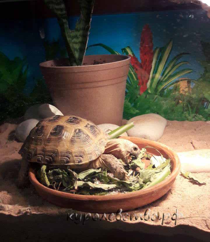 Чем кормить черепаху в домашних условиях сухопутную. Среднеазиатская черепаха. Домик для среднеазиатской черепахи. Среднеазиатская черепаха питание. Тарелка для сухопутных черепах.